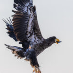 A juvenile Steller's Sea Eagle - its feathers yet to take on the distinctive colours of its adult form - swoops skyward after snatching a morsel of fish (image by Virginia Wilde)