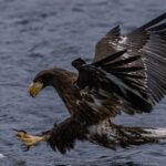 A juvenile White-tailed Eagle, showing its mottled plumage, swoops at a fish off the coast of Rausu, Japan. White-tailed are titans of the eagle world, with powerful talons that enable them to capture fish prey (image by Virginia Wilde)