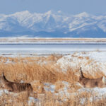 Two Yezo Sika Deer prance and run over the snowy fields of the Notsuke Peninsula - backdropped by the hills of Rausu, Hokkaido (image by Virginia Wilde)