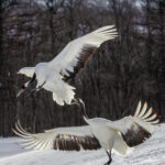 A Red-crowned Cranes leaps five foot in the air, as part of a dance routine that uses every shred of their athleticism. The social implications of their dances are multi-faceted, but scientists generally agree that the dancing is intended to strengthen pair bonds, show excitement and even to express territoriality (image by Virginia Wilde)
