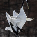 Few birds are as stately as the Red-Crowned Crane. This one rises to its full height of five feet, as it practices its dance moves in a snowy field in Tsurui (image by Virginia Wilde)