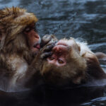 rooming makes up a substantial part of 'snow monkey' free time. Mutual grooming plays a huge role in primate bonding and socialisation - helping to diffuse stress and boredom in the troop (image by Virginia Wilde)