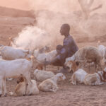 A Mundari man tending to his sheep and goats at sunrise (image by Inger Vandyke)