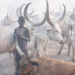 A young Mundari boy takes a moment to think while holding the horn of his favourite cow (image by Inger Vandyke)