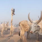 Young Mundari boy oversees the cows of his camp from a lofty perch (image by Inger Vandyke)