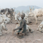 A young Mundari boy collecting cow dung at a camp. This is then dried and used as fuel for night fires (image by Inger Vandyke)