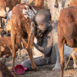 Mundari children drink milk directly from their animals (image by Inger Vandyke)
