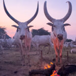 The Mundari's beautiful Ankole Watusi cows stand by the fire during the blush of dawn (image by Inger Vandyke)