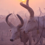 Mundari cows in the blush of sunrise (image by Inger Vandyke)