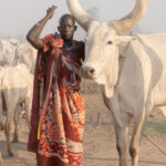 Standing around 8ft tall, a giant Ankole cow with his owner (image by Inger Vandyke)