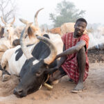 Mundari men spend their entire lives with their favourite cow (image by Inger Vandyke)