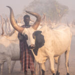 A Mundari man with his favourite cow (image by Inger Vandyke)