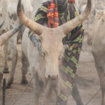 Each day the Mundari dust their cows with ash from the fire to protect them from the sun and biting insects (image by Inger Vandyke)