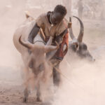 A Mundari man dusting his cow in a daily ritual (image by Inger Vandyke)