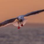 Sunrise colours seep through the wing tips and tail feathers of a non-breeding adult Black Headed Gull, flying off the eastern coast of Hokkaido's Shiretoko Peninsula (image by Virginia Wilde)