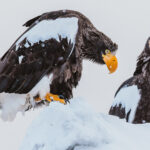 nearby Steller's checks out its determined-looking new neighbour (image by Virginia Wilde)