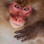 Monkeying around, rolling on its back, this Japanese Macaque poses as if for a portrait, by the hot springs in Japan's 'Hell's Valley.' (image by Virginia Wilde)