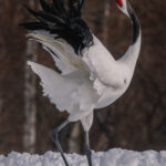 Its back arched as beautifully as any prima ballerina, this Red-crowned Crane showcases the centrepiece of its courtship dance (image by Virginia Wilde)