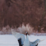 A graceful Red-crowned Crane holds its wings aloft, as if it were a biblical angel, while dancing in snowy field in Akan, Hokkaido (image by Virginia Wilde)