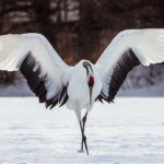 Take a bow, Red-crowned Crane. For the most balletic and elegant dance of the avian world (image by Virginia Wilde)