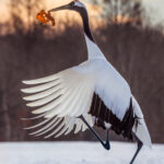 Even adult Red-crowned Cranes love to include 'gifts' in their dance routines; sometimes picking up leaves, or blades of grass, and repeatedly tossing them in the air (image by Virginia Wilde)