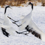 Two graceful Red-crowned Cranes engage in their mesmerising courtship dance - complete with a karate kick element - in the snowy fields of Tsurui, Hokkaido (image by Virginia Wilde)