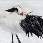 The snow-white body of a Red-crowned Crane (the largest and rarest of the Asian Cranes) is accentuated by a bright red crown and a fine bustle of velvety black plumes - not tail-feathers but the long secondary feathers of its folded wings (image by Virginia Wilde)
