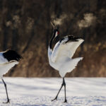 Red -crowned Cranes bugle at first light, in the snowy fields of Akan, Hokkaido - with their breath visible, like plumes of smoke (image by Virginia Wilde)
