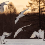 A small group of Red-crowned Cranes start their landing, before all commencing their dancing in front of trees at the Akan Crane Centre, Hokkaido (image by Virginia Wilde)