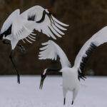 This pair of Red-crowned Cranes pull off a perfectly-executed courtship dance - bowing, arching their backs, leaping and pirouetting. Before pointing their beaks skyward and bugling in the air (image by Virginia Wilde)