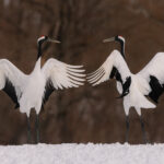 pair of Red-crowned Cranes appear almost as mirror images of each other. These rarest of the Asian cranes are non-migratory in Japan and love to dance while the countryside is frozen deep beneath heavy snow (image by Virginia Wilde)