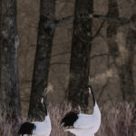 Two bugling Red-crowned Cranes raise their beaks skyward - their breath visible in the freezing air - after completing their courtship dance in the wintry fields of Tsurui, Hokkaido (image by Virginia Wilde)