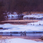 The rising sun lights up parts of Hokkaido's Setsuri Rover, as roosting Red-crowned Cranes begin to wake and stir (image by Virginia Wilde)