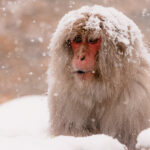 A more seasoned Japanese Macaque lives up to his 'Snow Monkey' nickname - with a crown of snow atop his furry head (image by Virginia Wilde)