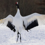 In Japanese tradition, Red-crowned Cranes - like this beautiful one in Hokkaido - are said to live for 1,000 years and symbolize longevity. 