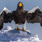 The wingspan of a Steller's Sea Eagle can reach a whopping 2.5 metres. With the female Steller's noticeably larger than the male, these members of the world's heaviest sea eagle species are undeniably impressive close-up (image by Virginia Wilde)