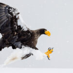 This Steller's Sea Eagle's impressive talons are bared, as it prepares to grab a fallen fish. Taken by the snowy harbourside in Rausu (image by Virginia Wilde)