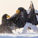 Two Steller's Sea Eagles crash into each other after skidding in a bungled landing on the snowy harbour walls of Rausu (image by Virginia Wilde)