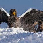A Stellers Sea Eagle looks imposing as it looms behind a juvenile bird in Rausu, Hokkaido. With a wingspan of up to eight feet and weighing up to 22lbs, the Stellers' is one of the largest eagles in the world (image by Virginia Wilde)