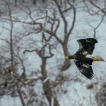 A majestic Steller's Sea Eagle soars through the snowy woods of Rausu, off the coast of Hokkaido. With a wingspan of up to eight feet, and weighing up to 22lbs, the Steller's is one of the largest eagles in the world (image by Virginia Wilde)