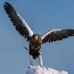 There's something almost cartoonish about the Steller's Sea Eagle. Maybe it's the outsized, strongly-hooked yellow beaks -the largest of any eagle - perfectly suited for cracking through ice to access fish (image by Virginia Wilde)