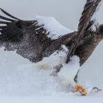 A majestic Steller's Sea Eagle skids on snow off the coast of Rausu, Hokkaido. With a wingspan of up to eight feet and weighing up to 22lbs, the Steller's is one of the largest eagles in the world (image by Virginia Wilde)