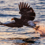 A mighty Steller's Sea Eagle plucks a fish from the sea off the coast of Rausu, Japan - with the sunrise turning the water droplets orange in its wake (image by Virginia Wilde)