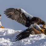 One Stellers Sea Eagle looks on as two more grapple with each other over ownership of a fish - showing the life of an eagle is one of strength, power, opportunistic feeding and dominance (image by Virginia Wilde)