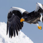 The power of a Steller's Sea Eagle shines through even when gliding through snow drifts. Just one flap of their enormous wings propels them forward at speed (image by Virginia Wilde)