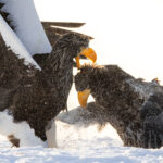 There's no eagle fight like a Steller's Sea Eagle fight. This pair of weighty raptors clash over the best position to spot fish (image by Virginia Wilde)