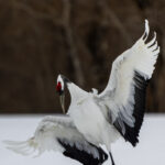 The Red-crowned Cranes' ritual courtship dance is a masterpiece of impassioned choreography. As the birds call, they begin to dance. A solitary crane, or a pair, or - sometimes - the entire flock, will leap into the air, commencing the balletic sequence (image by Virginia Wilde)