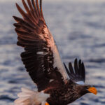 The wing-tips of a mighty Steller's Sea Eagle are turned orange by the rising sun, on a beautiful morning off the coast of Hokkaido (image by Virginia Wilde)