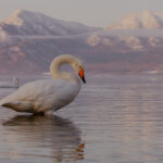 Soft light hits the hills surrounding Hokkaido's Lake Kussharo, beloved by the Whooper Swans who winter here each year (image by Virginia Wilde)