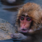 A delighted-looking infant Japanese Macaque dips in the toasty hot spring waters of a pool in Honshu's famous 'Hell Valley'. Juvenile macaques can look like mini Ewoks - or as if they are wearing their own fur coats (image by Virginia Wilde)